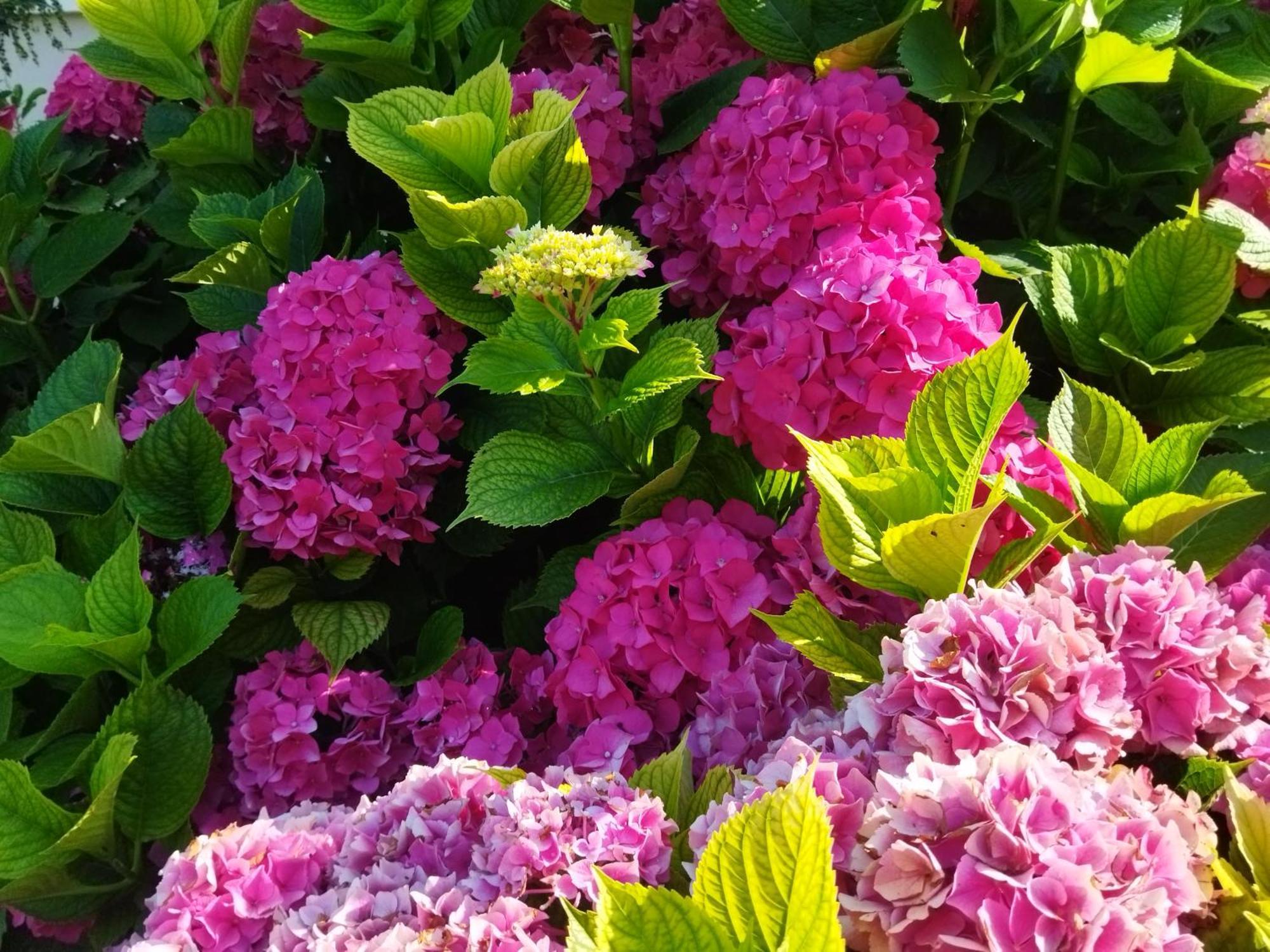 Les Hortensias Fortschwihr المظهر الخارجي الصورة